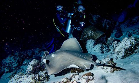 night-diving-v2